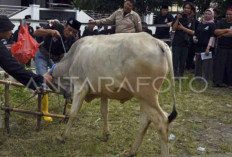 LPPOM: Juleha Berperan Penting Pastikan Penyembelihan Kurban Sesuai Syariat dan Standar Higienitas