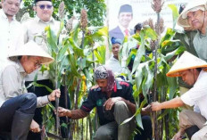 Menhut Raja Juli Dorong Pengembangan Sorgum untuk Ketahan Pangan Nasional