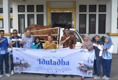 Pelindo Tanjungpandan Berbagi 6 Sapi Kurban Idul Adha 2024 di Pulau Belitung