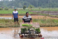 DKPP Belitung Bidik Produksi 1.691 Ton Padi pada 2026, Optimalkan Sawah Tidur