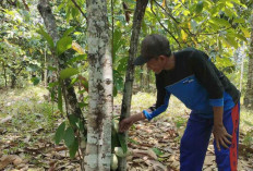 Pemanfaatan Hutan untuk Cadangan Pangan Indonesia