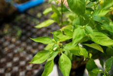 Cara Alami Usir Lalat di Rumah: 6 Tanaman yang Wajib Ditanam