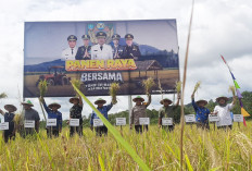 Panen Raya Simpang Renggiang, Pemkab Beltim dan Yonif 845 Perkuat Ketahanan Pangan