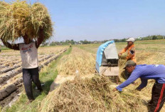 Inovasi Koperasi dalam Mendukung Ketahanan Pangan