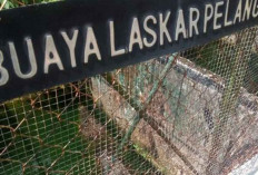 Satwa Dilindungi di Museum Belitung Melanggar Hukum, KPHL Desak Penertiban Segera