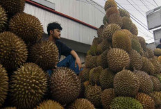 Luasnya Peluang Ekspor Durian Indonesia