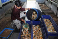 BGN Terapkan Skema No Service No Pay di Program MBG, Insentif Rp6 Juta Bisa Hangus