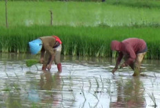 Impor Pangan AS Tak Ganggu Swasembada, Pemerintah Pastikan Beda Jenis Produk