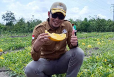 Berhasil Panen Semangka, Ketahanan Pangan Desa Kelubi Siapkan Lahan Jadi Tumpang Sari