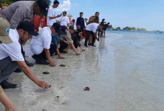 Perkuat Populasi Penyu Laut, AirNav Indonesia Sebar Tukik di Tanjung Kelayang