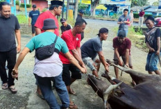 Idul Adha 2026, PWI Babel Sembelih 11 Hewan Kurban, Disebar ke 5 Kabupaten