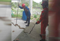 Waspada Ular Berbisa, Damkar Belitung Evakuasi Kobra Masuk Rumah Warga