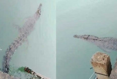 Kawanan Buaya Teror Nelayan Belitung Jelang Akhir Tahun, Kades Tetapkan Siaga Satu
