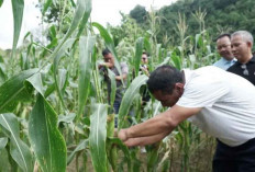 Mentan Amran Ajak Petani Jagung Pulut Lokal untuk Mendukung Swasembada Pangan