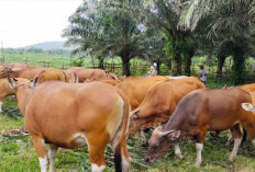 363 Sapi dan 471 Kambing Siap untuk Idul Adha 1446 H di Beltim