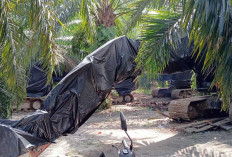 Tambang Ilegal Rugikan Negara Rp 12,9 Triliun, Dishut Babel Selama ini Kemana?