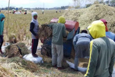 Menjaga Lumbung Pangan Tetap Produktif di Tengah Ancaman El Nino