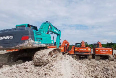 315 Hektare Hutan Dirambah Tambang Ilegal, Negara Rugi Capai Rp12,9 Triliun