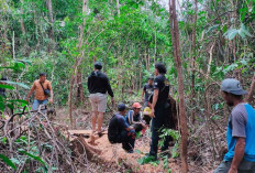 Aksi Pembalakan Liar Jarah Bukit Menumbing, Dua Pelaku Diamankan Polisi