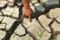 Kesehatan Tanah dan Masa Depan Ketahanan Pangan