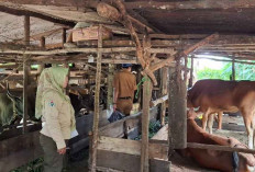 Dinas Cegah PMK dan LSD, Ini Upaya Jaga Kesehatan Hewan Kurban di Beltim