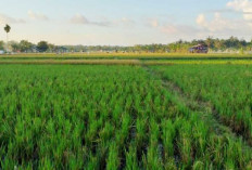 Produksi Padi Belitung Ditargetkan 1.691 Ton, DKPP Genjot 5 Program Prioritas