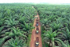Limbah Sawit Berpotensi Besar Dukung Ekonomi Nasional Jika Dikelola Optimal
