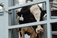 1.573 Sapi Perah Impor dari Australia Tiba, Produksi Susu Nasional Siap Digenjot