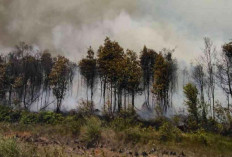 Musim Kemarau 2024, BPBD Belitung Siaga Ancaman Kebakaran Hutan dan Lahan 