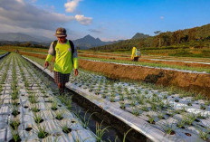 Plastik Mahal, Peluang Hijau Bagi Sistem Pangan