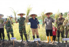 Panen Perdana 3,5 Ton per Hektar, Gubernur Dukung Semangat Petani Beltim Wujudkan Ketahanan Pangan