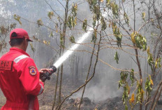 Sehari 4 Karhutla Terjadi di Belitung, Damkar Bergerak Cepat Cegah Api Meluas