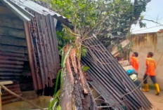 BPBD Babel Peringatkan Warga Soal Angin Kencang, Jangan Berteduh di Bawah Pohon!