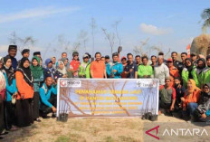 PT Timah Lindungi Pantai Batu Kucing Dari Abrasi dengan 100 Cemara Laut