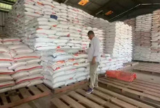 Serapan Beras Dalam Negeri Naik 700 Persen, Pemerintah Buka Peluang Ekspor