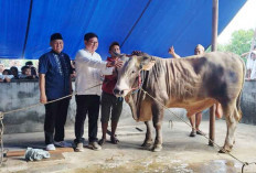 Bupati Beltim Serahkan Sapi Kurban Presiden Prabowo ke Masjid Assalam 1