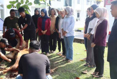 Idul Adha 1446 Hijriah, Kejari Beltim Kurban 3 Sapi 