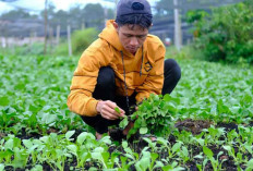 Ekonomi Rendah Emisi di Lahan Gambut