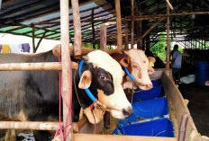 Stok Hewan Kurban di Belitung Cukup untuk Idul Adha 2024