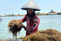 Memacu Daya Saing 'Emas Hijau' di Pesisir Utara Jawa Barat