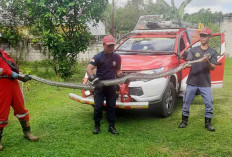Ular Sanca 3 Meter Teror Rumah Warga Belitung, 7 Kali Masuk Permukiman dalam Sepekan