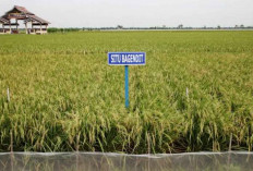 Kementan Imbau Petani Gunakan Varietas Padi Tahan Kekeringan Hadapi Kemarau 2026