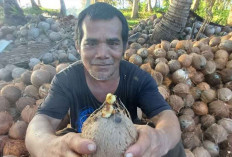 Indonesia Menuju Raja Kelapa Dunia: Ekspor Melejit, Petani Didorong Hilirisasi dan Revitalisasi