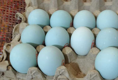 Telur Bebek: Si Kecil dengan 10 Manfaat Besar untuk Kesehatan