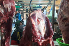 Harga Daging Sapi Murni di Tanjungpandan Melonjak, Tembus Rp170 Per Kg