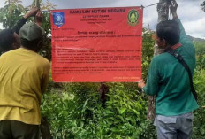 Masuk Kawasan Hutan, Polhut Belitung Tertibkan Perkebunan Sawit di Sijuk