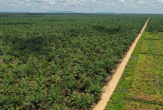 Kelapa Sawit Tak Bisa Gantikan Hutan, Ahli ITB Ungkap Alasannya