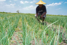 Optimalisasi Pemanfaatan Dana Bagi Hasil untuk Kesetaraan Pembangunan