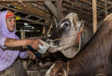 Waspadai Ancaman Antraks pada Hewan Kurban di Belitung