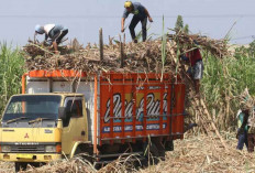 Gula Indonesia Bisa Swasembada Lebih Cepat